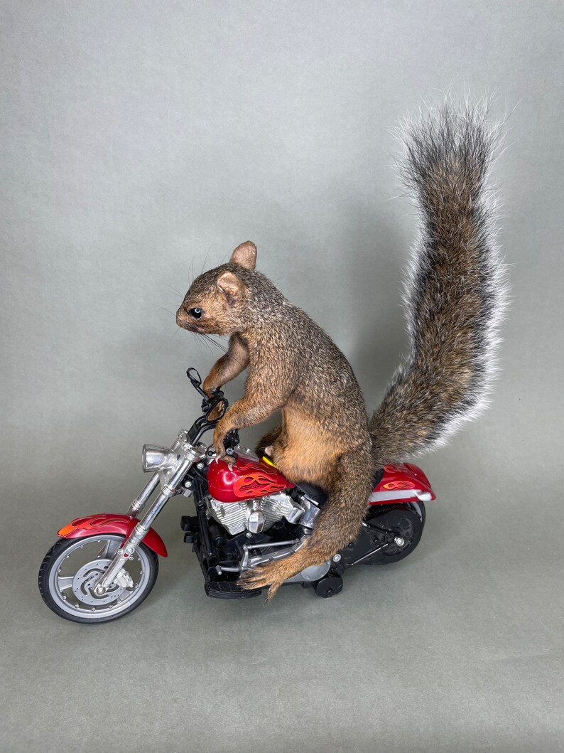 Squirrel Riding Motorcycle Taxidermy Squirrel Riding Motorcycle Harley Davidson - Etsy