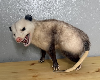 Taxidermy Opossum Snarling Open Mouth Possum