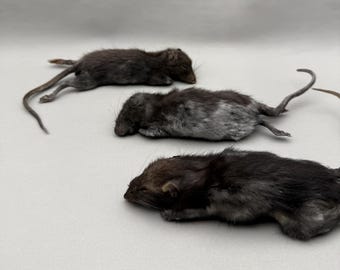 Taxidermy Rat Film Prop Deceased Dead Pose Mount
