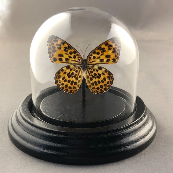 Small Butterfly Dome - Single Butterfly in Bell Jar