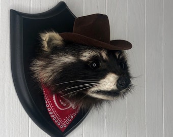 Taxidermy Cowboy Raccoon Outlaw Western Rodeo