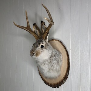 May include: A taxidermied jackrabbit head mounted on a wooden plaque with antlers. The rabbit has a gray and white fur coat and brown eyes.