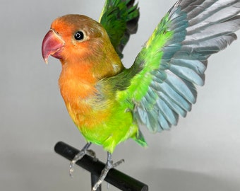 Taxidermy Lovebird Open Wings Real Flying Bird on Black Wood Perch