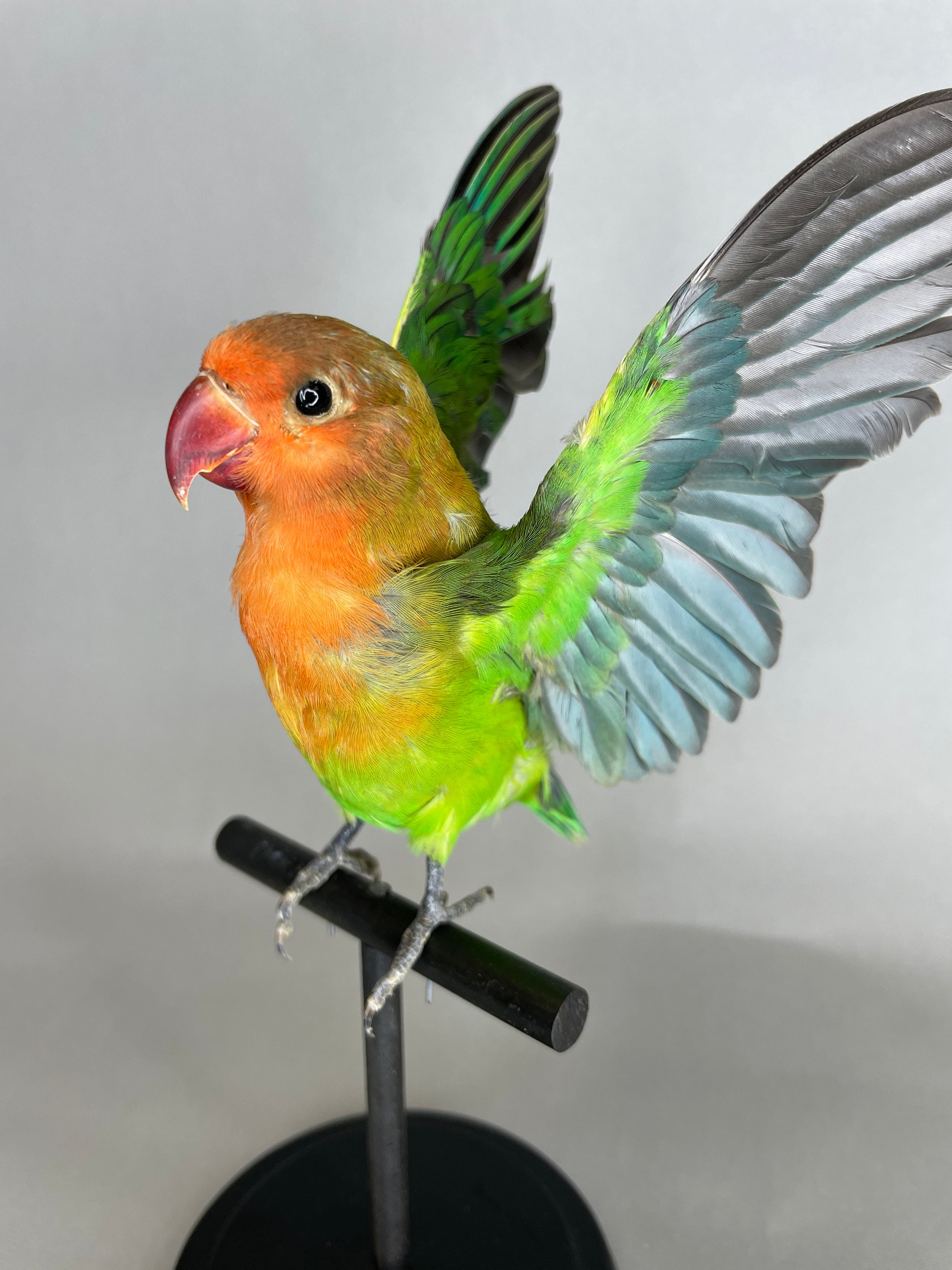 Taxidermy Lovebird Open Wings Real Flying Bird on Black Wood Perch