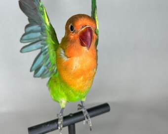 Taxidermy Lovebird Open Wings Real Flying Bird on Black Wood Perch