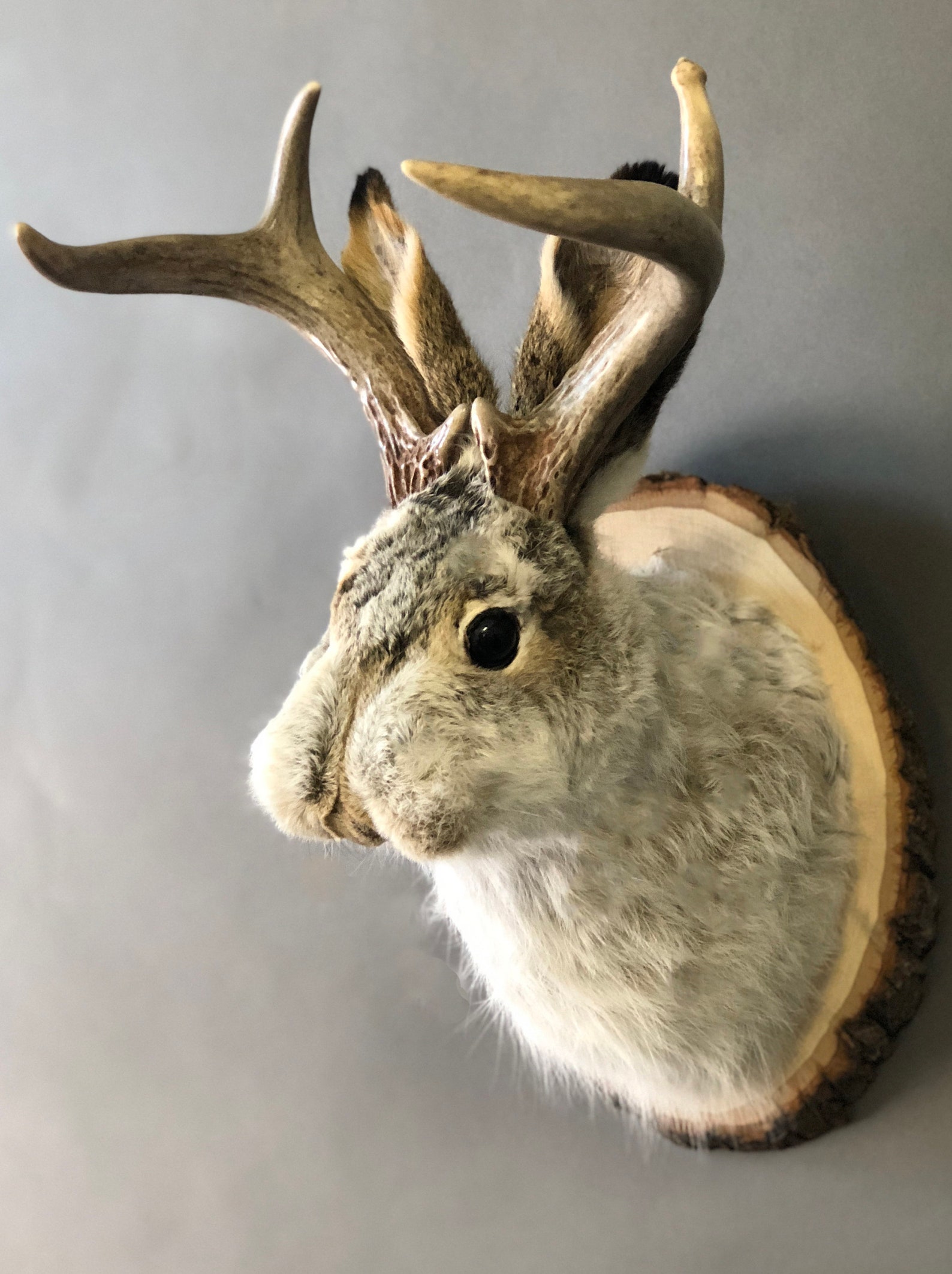 Taxidermy Jackalope Etsy