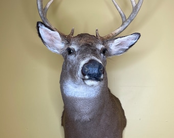 NY/NJ PICKUP Only! Taxidermy Deer Head Vintage