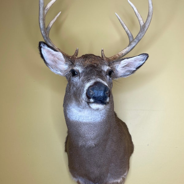 Deer Head Taxidermy Etsy