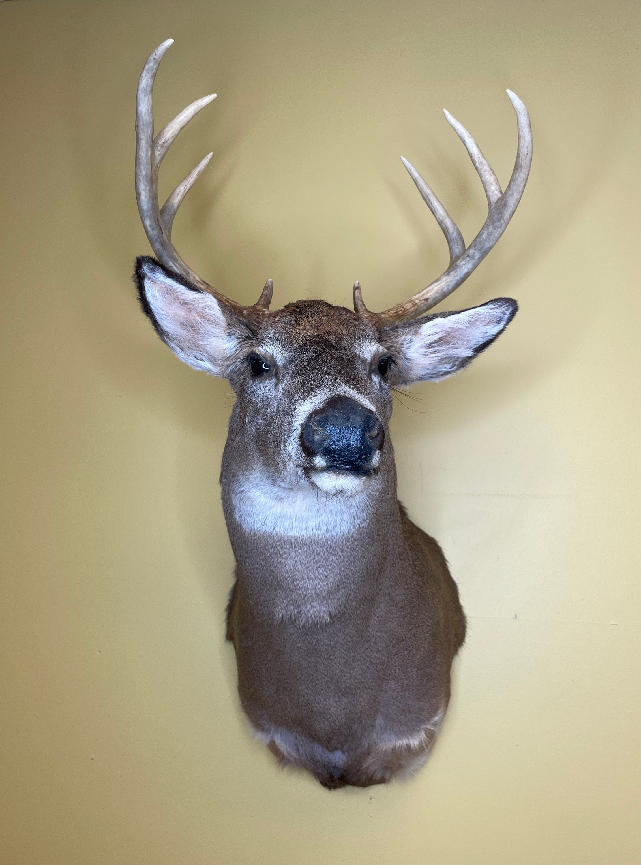 Deer heads sale