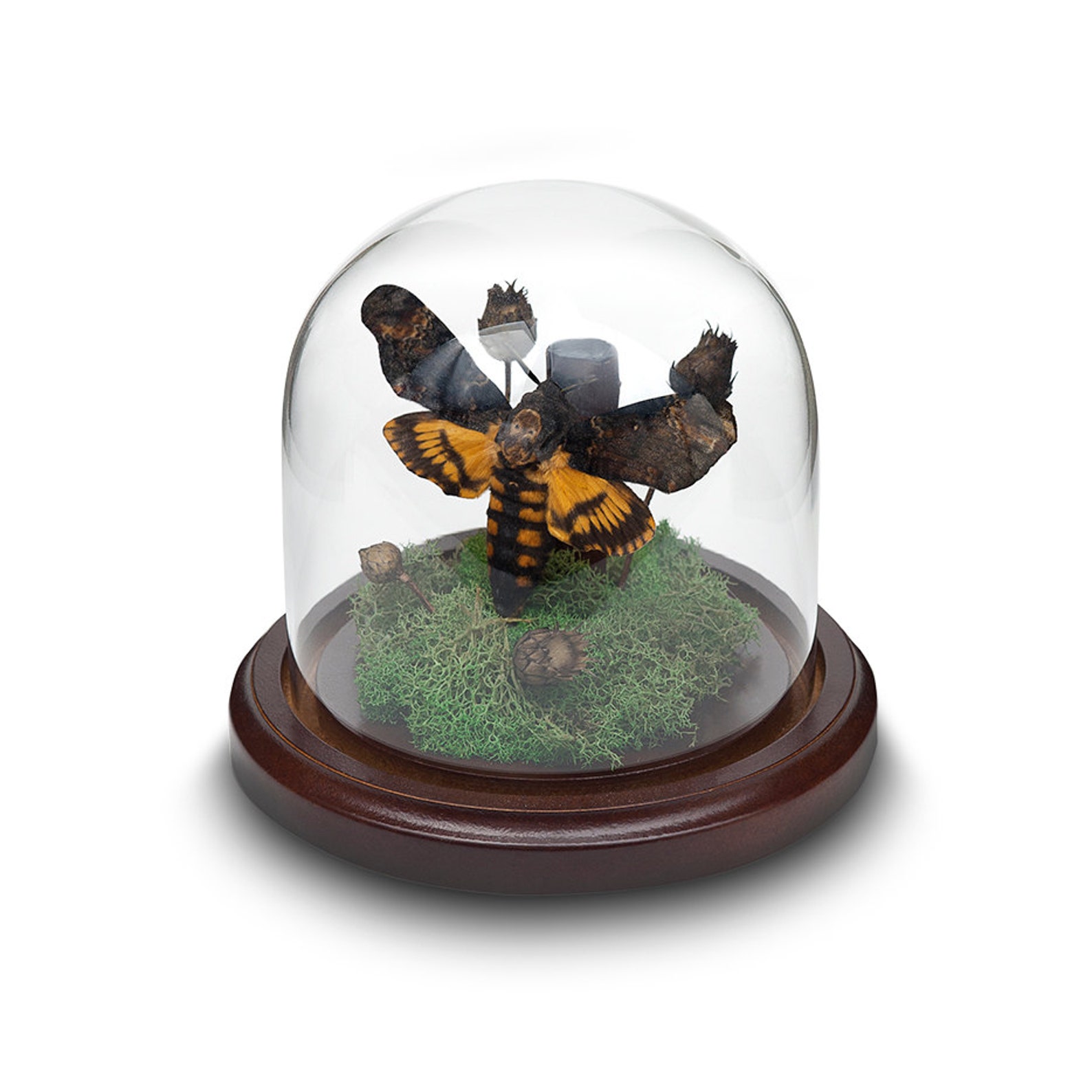 Death's Head Moth in Bell Jar Glass Dome Etsy