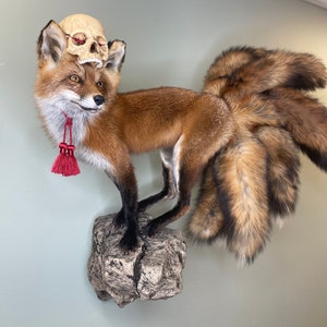 May include: A taxidermied red fox with multiple fluffy tails, mounted on a rock. A small skull rests on its head. The fox has a red tassel necklace. The fur is a mix of brown, red, and black.