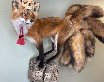 Kitsune Fox Taxidermy Japanese Yokai Folklore Nine Tails Human