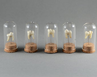 Real Tooth Mounted in Miniature Bell Jar