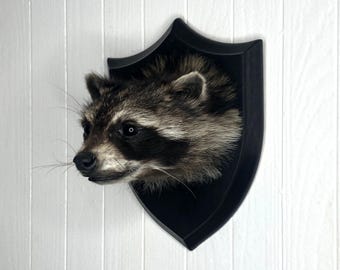 Taxidermy Raccoon Shoulder Head Wall Mount - Etsy