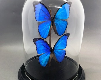 Two Real Blue Morpho Butterflies in Glass Dome