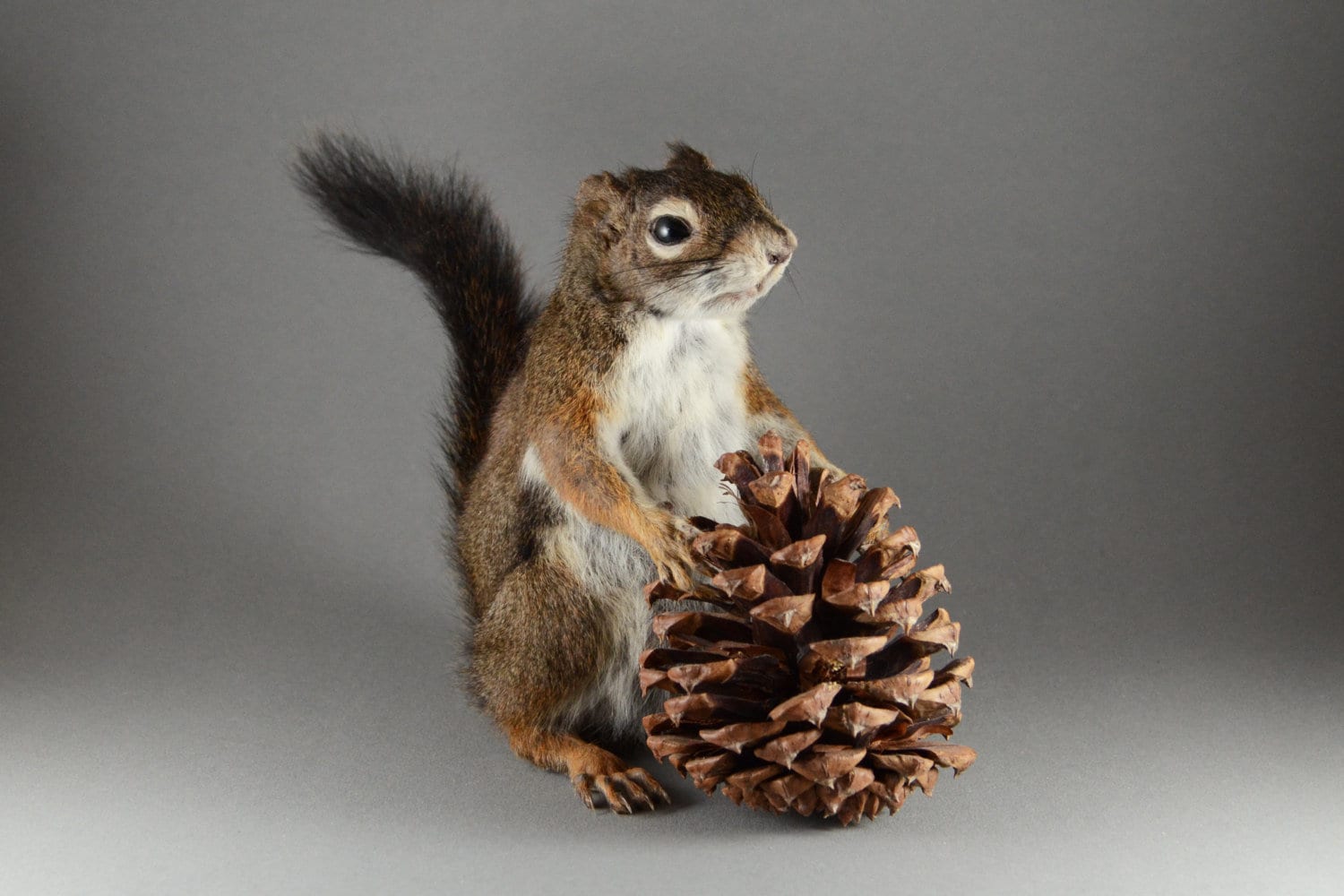 Taxidermy Squirrel With Pine Cone Etsy