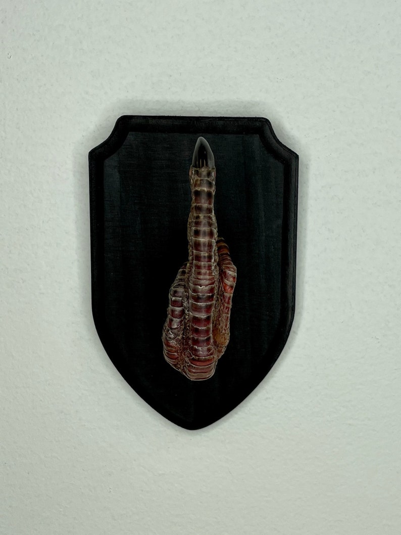 XL Taxidermy Middle Finger THE BIRD Turkey Black Wood Wall Etsy