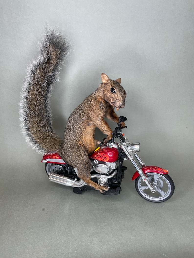 Squirrel Riding Motorcycle Taxidermy Squirrel Riding Motorcycle Harley Davidson - Etsy