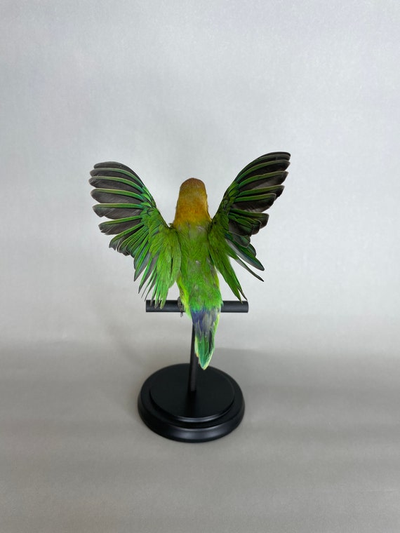 Taxidermy Lovebird Open Wings Real Flying Bird on Black Wood Perch