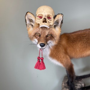 May include: A taxidermied red fox with a small skull resting on its head. The skull has red thread in the eye sockets. Two red tassels hang from the fox's neck. The fox is mounted on a rock.
