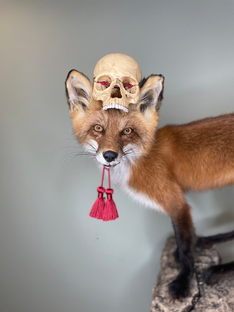 May include: A taxidermied red fox with a small skull resting on its head. The skull has red thread in the eye sockets. Two red tassels hang from the fox's neck. The fox is mounted on a rock.