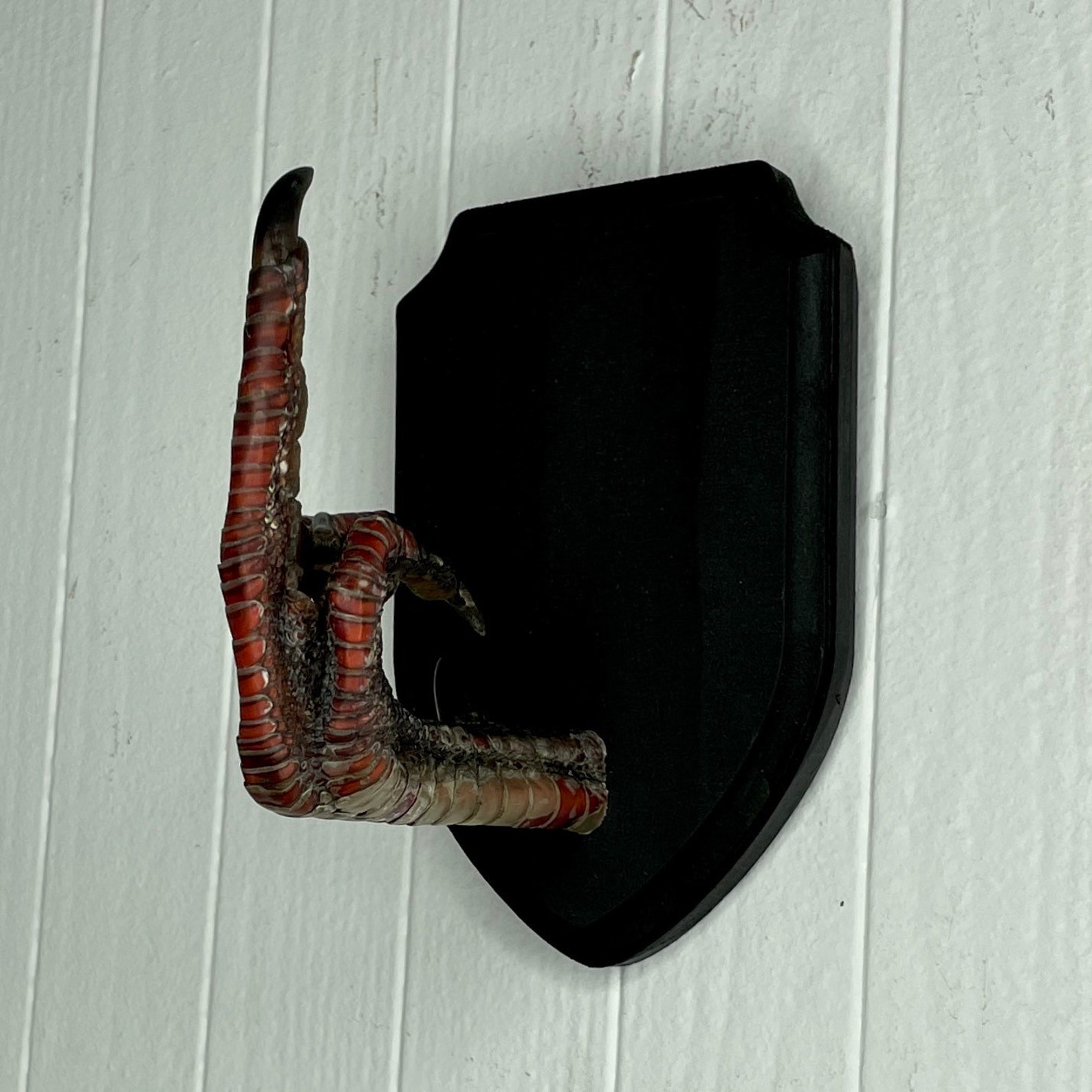 XL Taxidermy Middle Finger THE BIRD Turkey Black Wood Wall Etsy