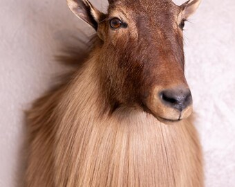 Taxidermy Goat Tahr Shaggy Long Hair Large Shoulder Mount Himalayan