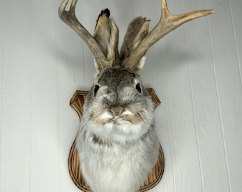 Taxidermy Jackalope on Traditional Wood Plaque