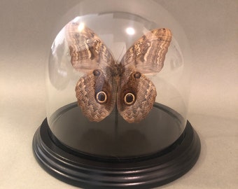 Real Owl Butterfly in Glass Bell Jar Dome