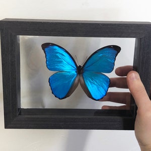 Real 7x5 Blue Morpho Butterfly in Double Glass Frame Black Wood