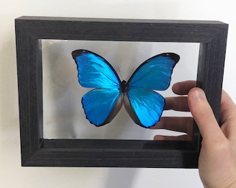 Real 7x5 Blue Morpho Butterfly in Double Glass Frame Black Wood