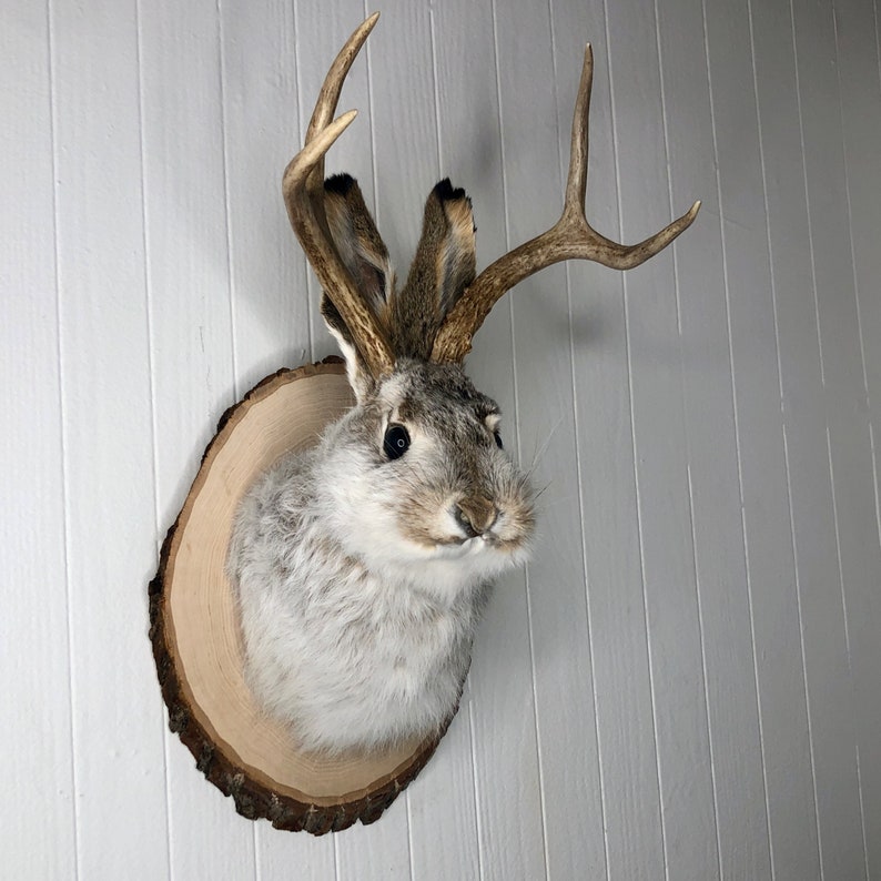 May include: A taxidermied jackrabbit head mounted on a wooden plaque with antlers. The jackrabbit has gray fur and brown eyes.