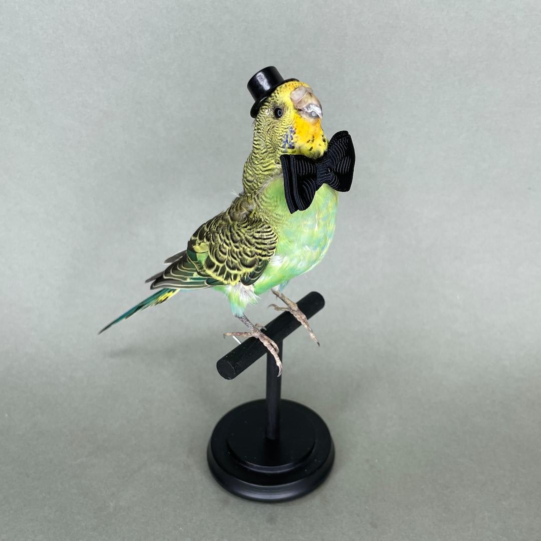 Budgie dress top