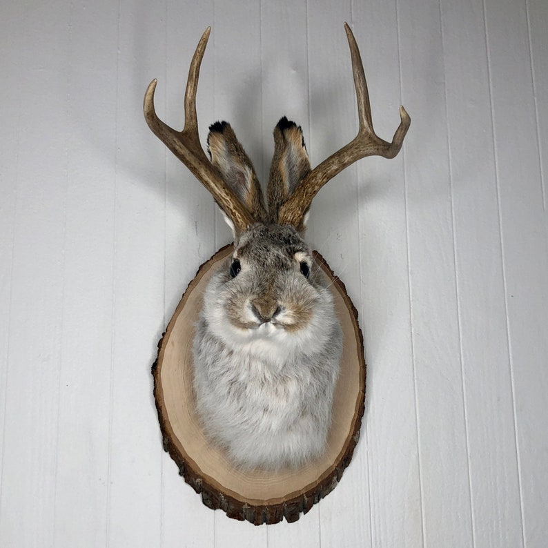 May include: A taxidermied jackrabbit head mounted on a wooden plaque with antlers. The rabbit has a white and gray coat and is looking directly at the camera.