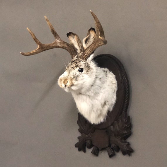 Taxidermy Jackalope On German Carved Plaque Etsy