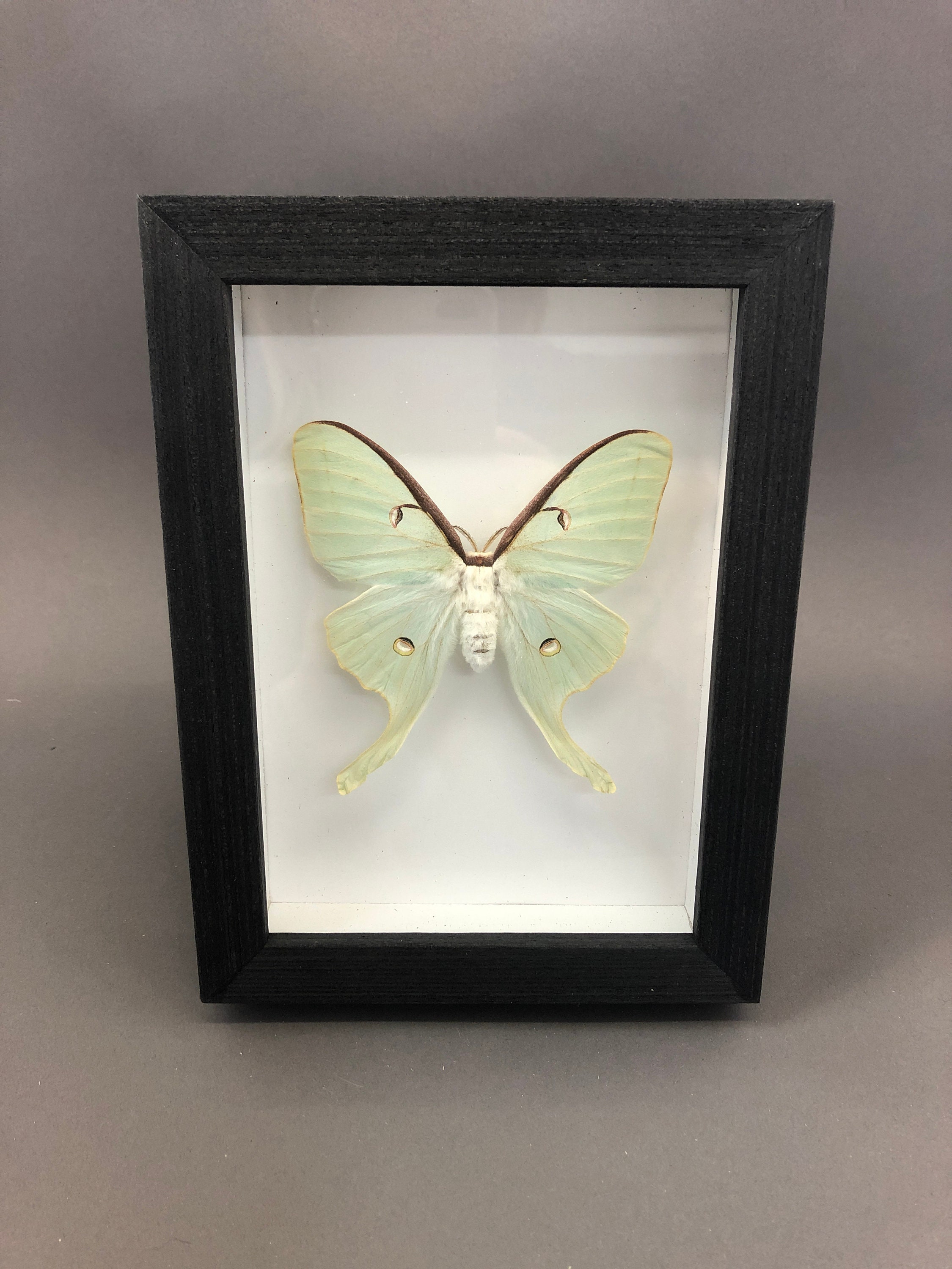 Taxidermy Real Luna Moth In Black Frame Etsy Taxidermy Real Luna Moth In Black Frame Etsy