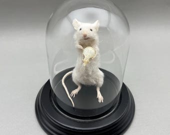 Taxidermy Mouse Holding Mouse Skull