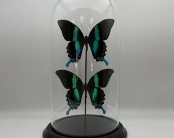 XL 12" Real Butterflies Green Teal Black in Glass Dome Black Wood Base