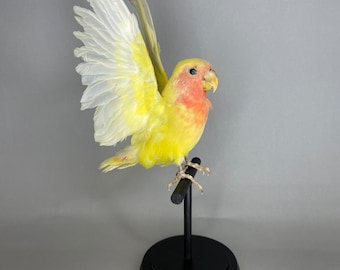 Taxidermy Lovebird Flying Open Wings Real Bird on Black Wood Perch Yellow Pink Red