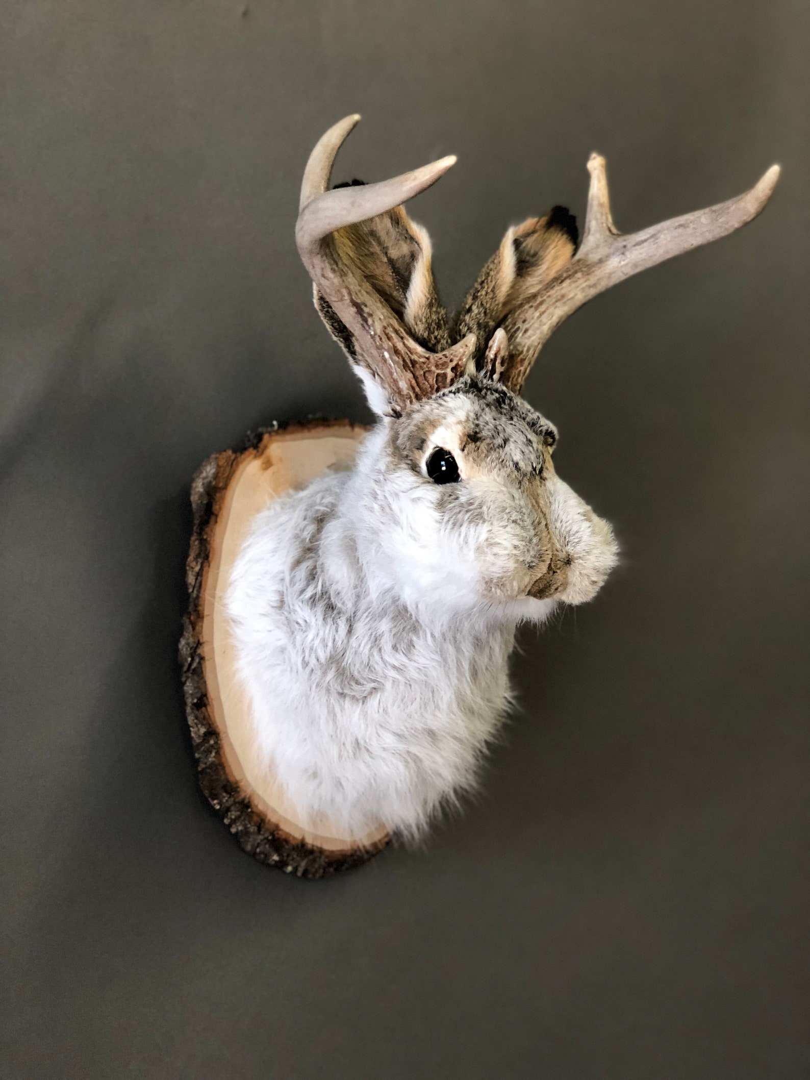 Taxidermy Jackalope Etsy