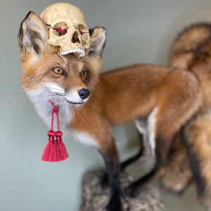 May include: A taxidermied red fox with a small human skull resting on its head. The fox has a reddish-brown coat, a white chest, and black legs. A red tassel hangs from its neck. The fox is mounted on a textured, gray rock.