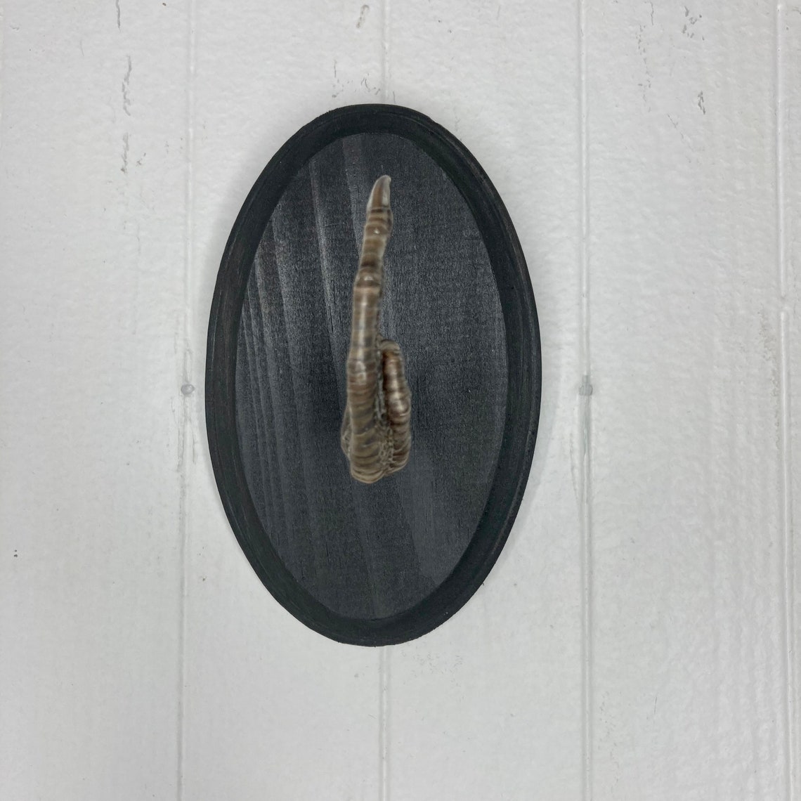 Taxidermy Middle Finger THE BIRD Pheasant Black Wood Wall Etsy