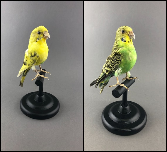 taxidermy parakeet