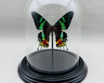 Real Sunset Moth in Glass Dome