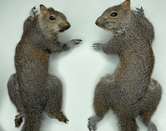 Taxidermy Gray Squirrel Wall Mount - Looking Right or Left