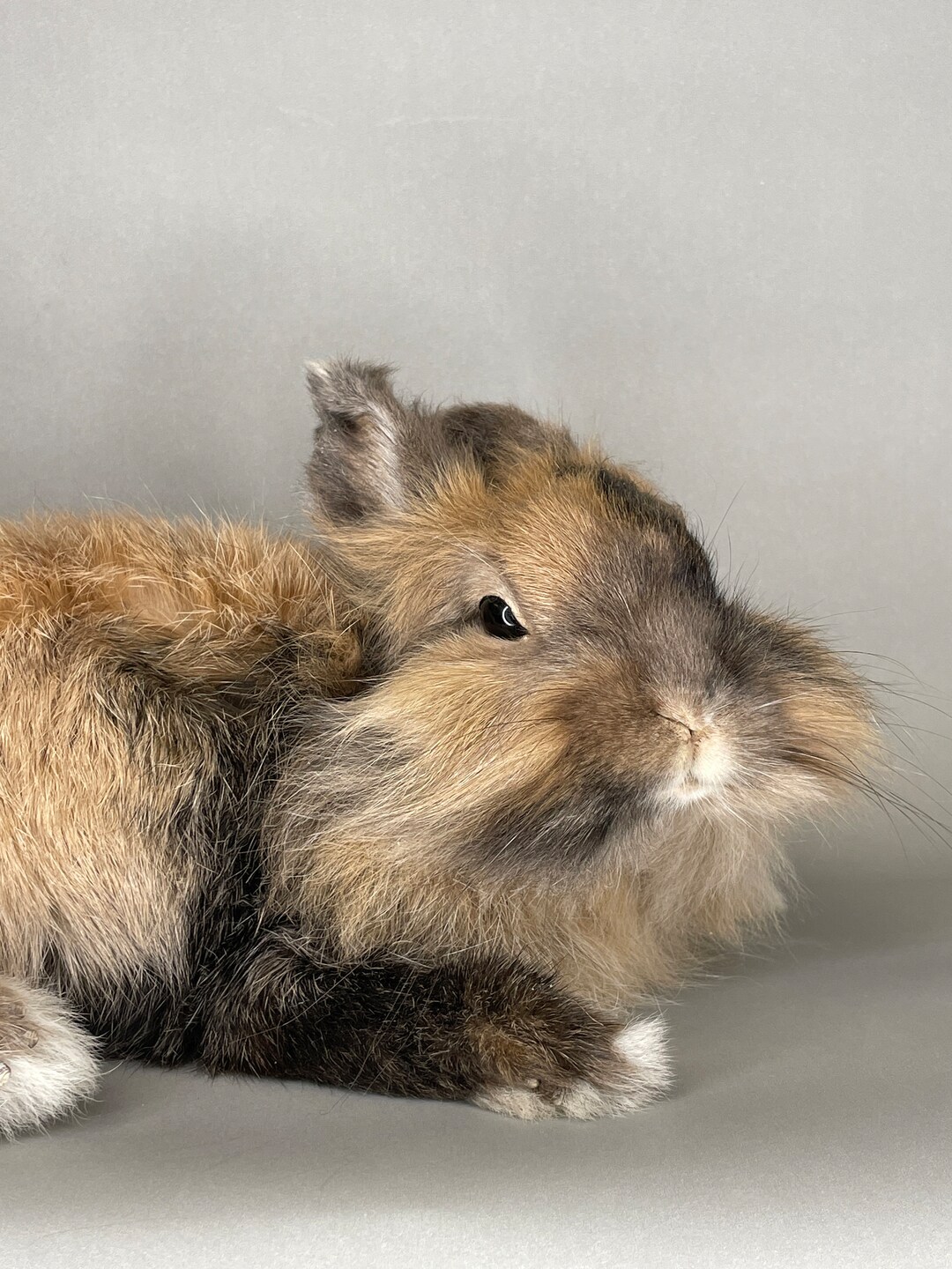 Large Taxidermy Rabbit Bunny Real Laying Down Lifesize Full Body - Etsy