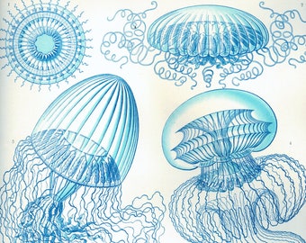 Jellyfish print, jellyfish room decor, botanical art, sealife wall art, coastal wall decor, birthday gift, housewarming gift, Ernst Haeckel