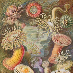 Poster Seeanemonendruck, florale Wanddekoration, botanische Wandmalerei, Geschenk zum Geburtstag, Blumenkunst, botanisches Poster