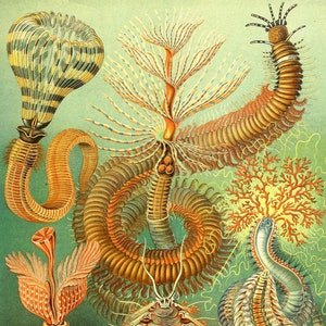 Póster con estampado de ciempiés, decoración de pared con insectos, pintura botánica para pared, regalo de cumpleaños, ilustración de animales, póster botánico