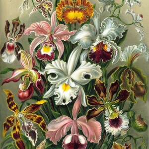Póster de flores de orquídea, decoración de pared de flores, pintura botánica, regalo del día de la madre, regalo de cumpleaños, impresión de flores